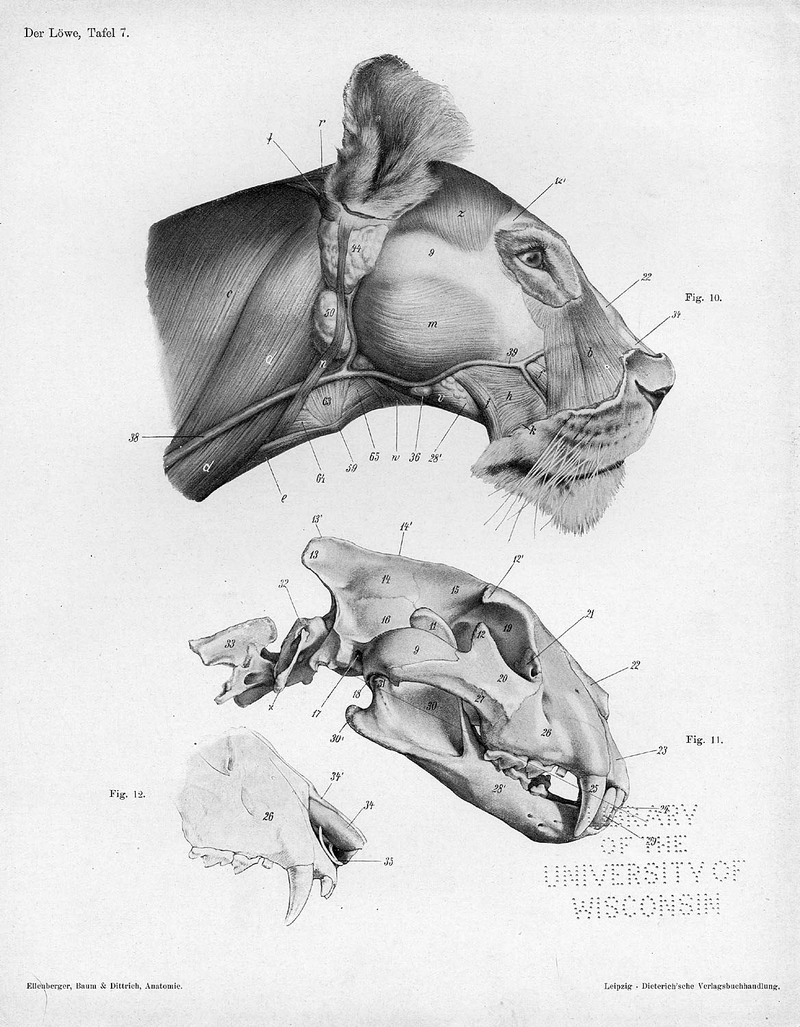 Illustration for article titled Lose Yourself In The Gorgeous Anatomical Drawings of Hermann Dittrich